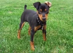 Ce Pinscher