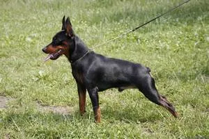 Ce Pinscher