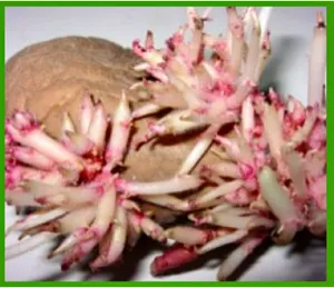 Cartofi cu varză