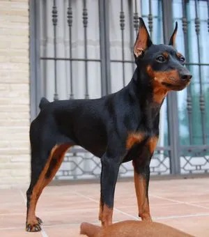Ce Pinscher