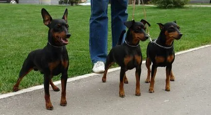 Ce Pinscher