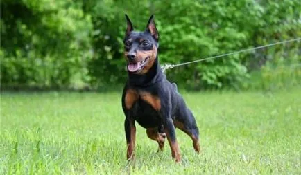 Ce Pinscher