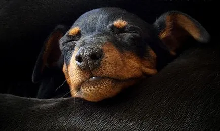 Ce Pinscher