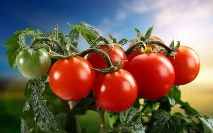 rotten Tomatoes rotten Tomatoes