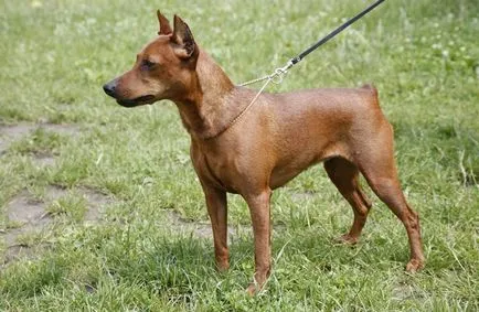 Ce Pinscher