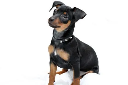 Ce Pinscher