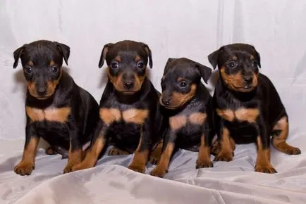 Ce Pinscher