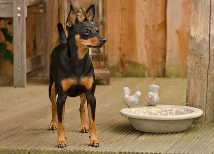Ce Pinscher