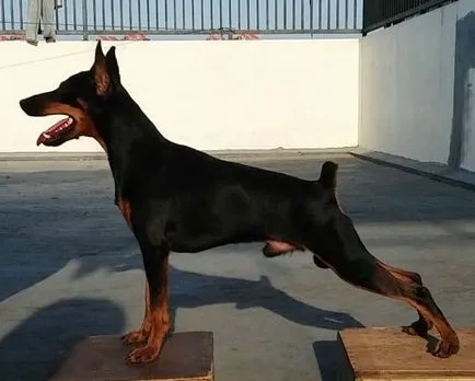 Ce Pinscher Ce Pinscher