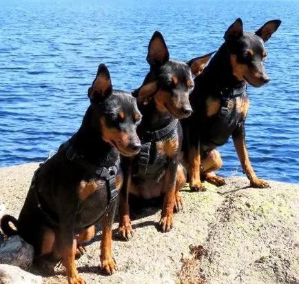 Ce Pinscher Ce Pinscher