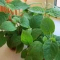 de îngrijire la domiciliu arabica Cafea de îngrijire la domiciliu arabica Cafea