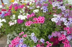 Ce a planta un Phlox Ce a planta un Phlox