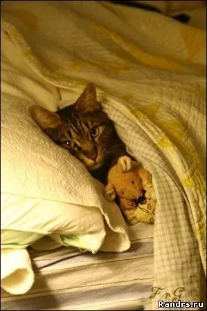 Cat mi-a scris