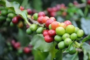de îngrijire la domiciliu arabica Cafea