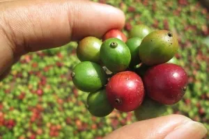 de îngrijire la domiciliu arabica Cafea