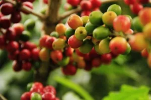 de îngrijire la domiciliu arabica Cafea