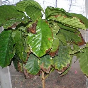 de îngrijire la domiciliu arabica Cafea de îngrijire la domiciliu arabica Cafea