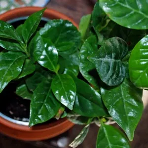 de îngrijire la domiciliu arabica Cafea de îngrijire la domiciliu arabica Cafea