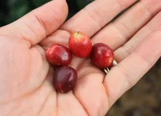 de îngrijire la domiciliu arabica Cafea