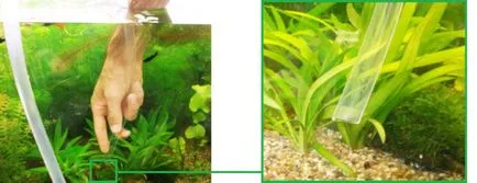 Cum să Sifon Aquarium