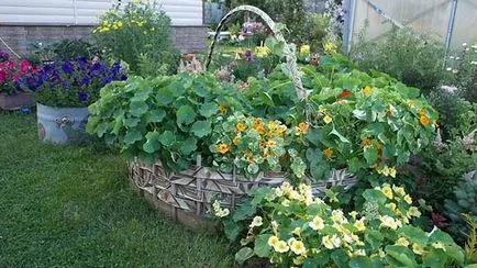 Cum de a face paturi de flori cu propriile lor mâini Cum de a face paturi de flori cu propriile lor mâini