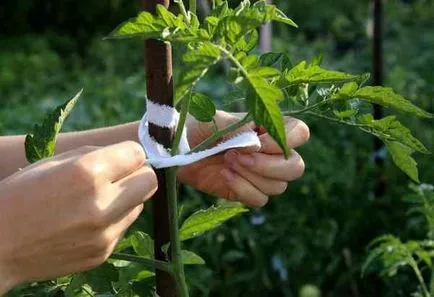 Cum să planteze roșii și când