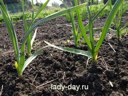 Ce va fi în acest an, atunci când Ce va fi în acest an, atunci când