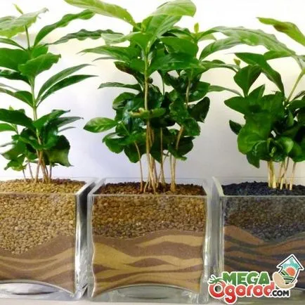 de îngrijire la domiciliu arabica Cafea de îngrijire la domiciliu arabica Cafea