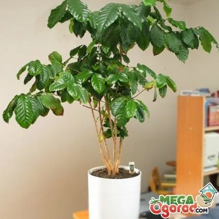 de îngrijire la domiciliu arabica Cafea de îngrijire la domiciliu arabica Cafea