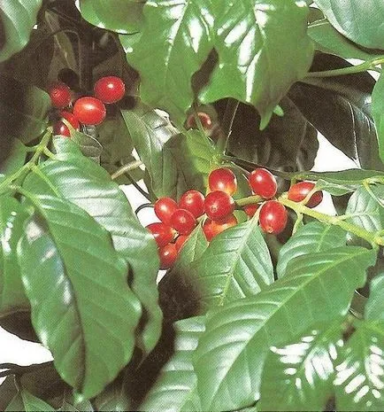 de îngrijire la domiciliu arabica Cafea