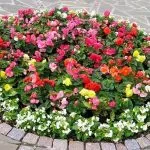 Cum de a face paturi de flori cu propriile lor mâini