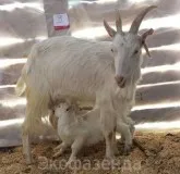 Costul unei capre Costul unei capre
