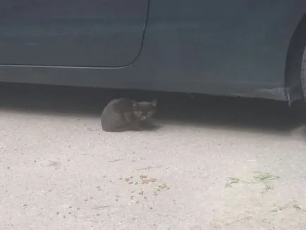 Cum de a da pisicuțe în mâini bune