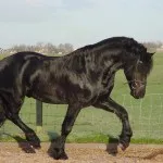 cal negru ce este