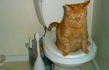 Tratarea pecingine la pisici