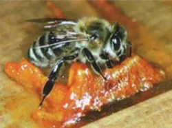 Tratamentul Sinuzita de propolis