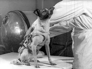 Laika spațiul de câine