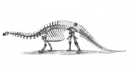 Cum au dinozaurii Cum au dinozaurii