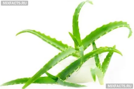 Ceea ce face Aloe