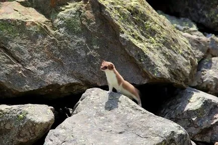 Că weasels mănâncă
