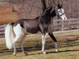 Ce este un cal golf