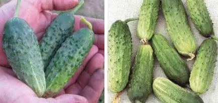 castravete Sărate în pachet castravete Sărate în pachet