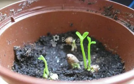 Cum să planteze acasă o mandarina Cum să planteze acasă o mandarina