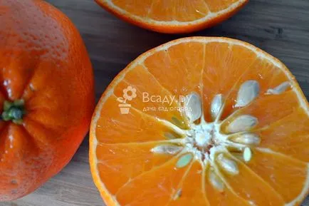 Cum să planteze acasă o mandarina Cum să planteze acasă o mandarina
