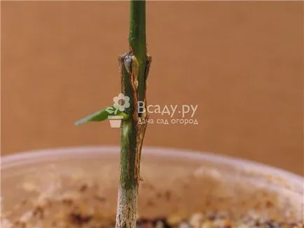 Cum să planteze acasă o mandarina Cum să planteze acasă o mandarina