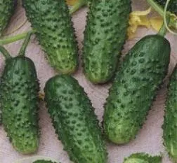 castravete Murashka