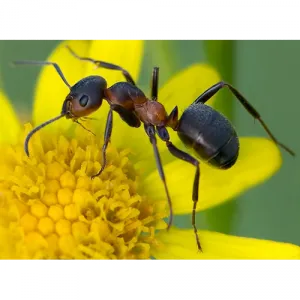 După cum se prepară acid formic