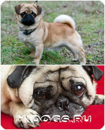 Dog ochii cad
