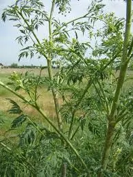 Cum să bea cucuta