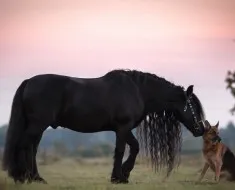 cal negru ce este